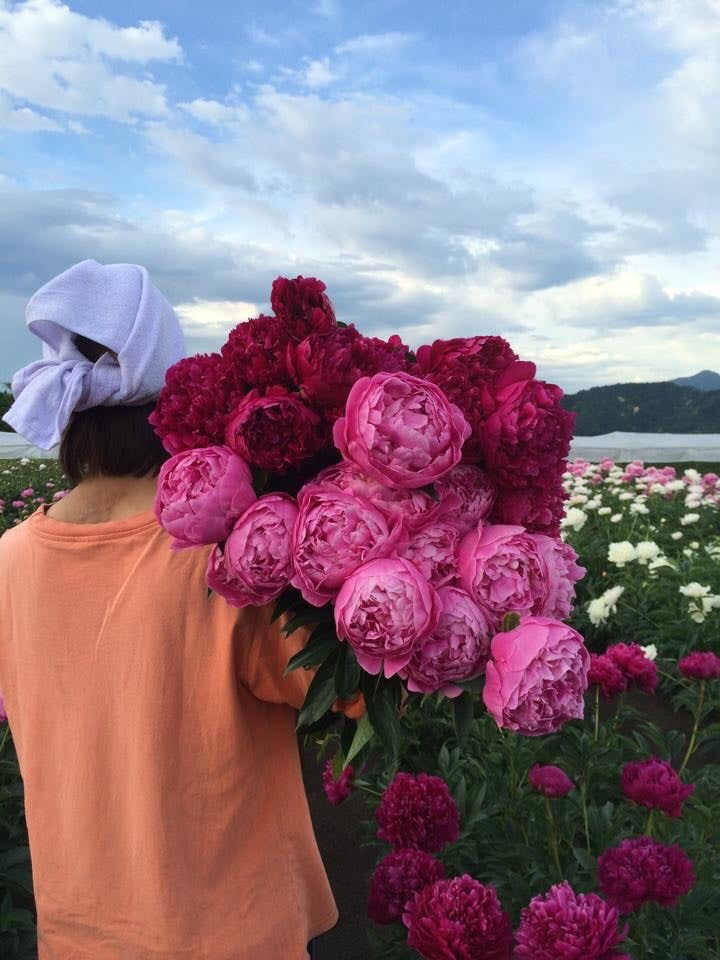インタビュー＞ 芍薬を知る 鈴木健市さん