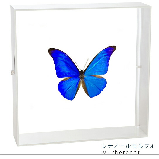 楽天市場】昆虫標本 蝶の標本 レテノールモルフォ アクリルフレーム