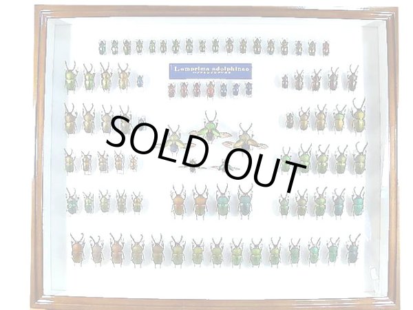 ☆パプアキンイロクワガタ標本箱セット☆ - INSECT ULTIMA