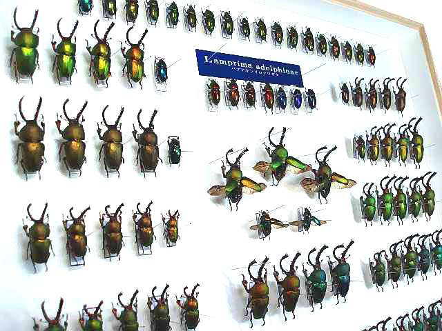 ☆パプアキンイロクワガタ標本箱セット☆ - INSECT ULTIMA