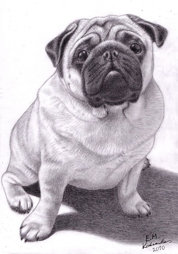 りんねページです。 色鉛筆画 パグ 犬の絵 りんねです。色鉛筆画 犬の絵