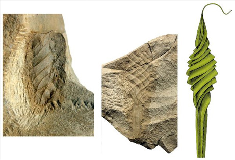 古代ザメ最古の“成育場”は淡水湖 | ナショナル ジオグラフィック日本版