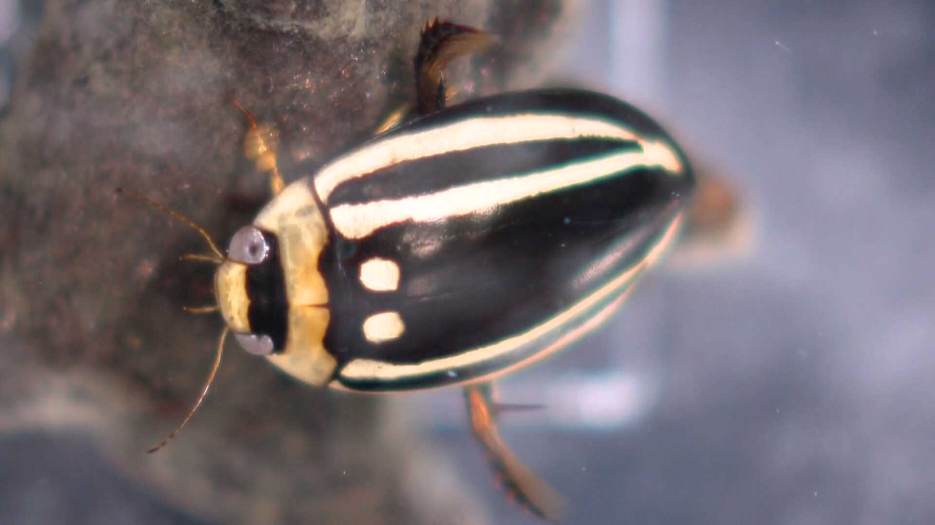 絶滅のおそれ「シマゲンゴロウ」20年ぶりに発見！増え続ける絶滅危惧