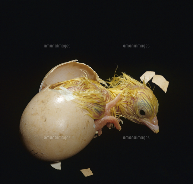 油絵卵のふ化を見る鳥