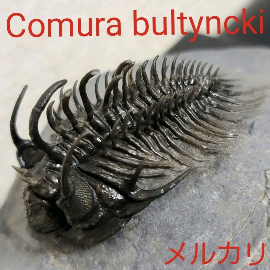 超棘棘！【Comura bultyncki】三葉虫 化石標本★trilobite 超棘棘！【Comura bultyncki】三葉虫 化石標本☆trilobite