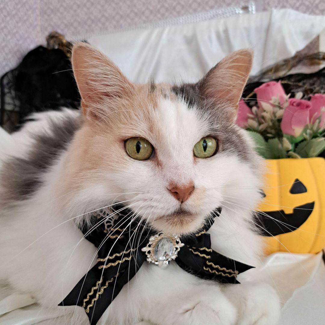 短毛ちゃんにも♥️中世ヨーロッパ風チョーカー(ホワイト⑤)わんちゃん