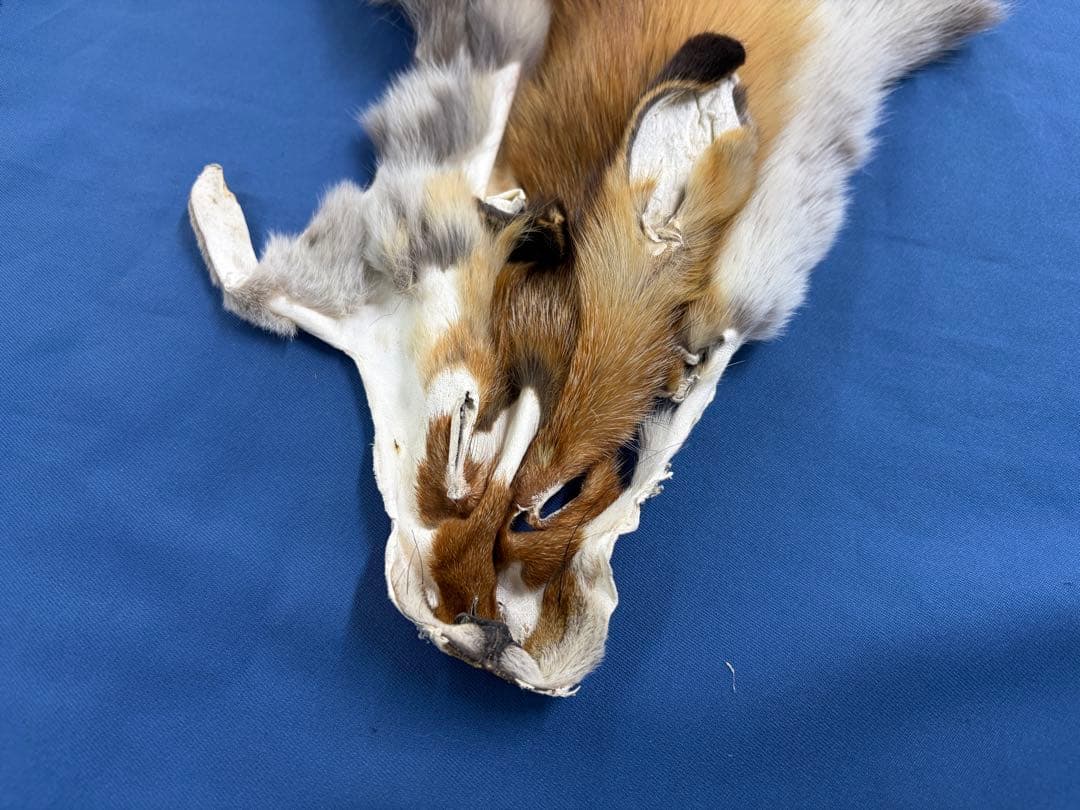 ろく様107【毛皮】赤狐処分No2、顔、脚、尾