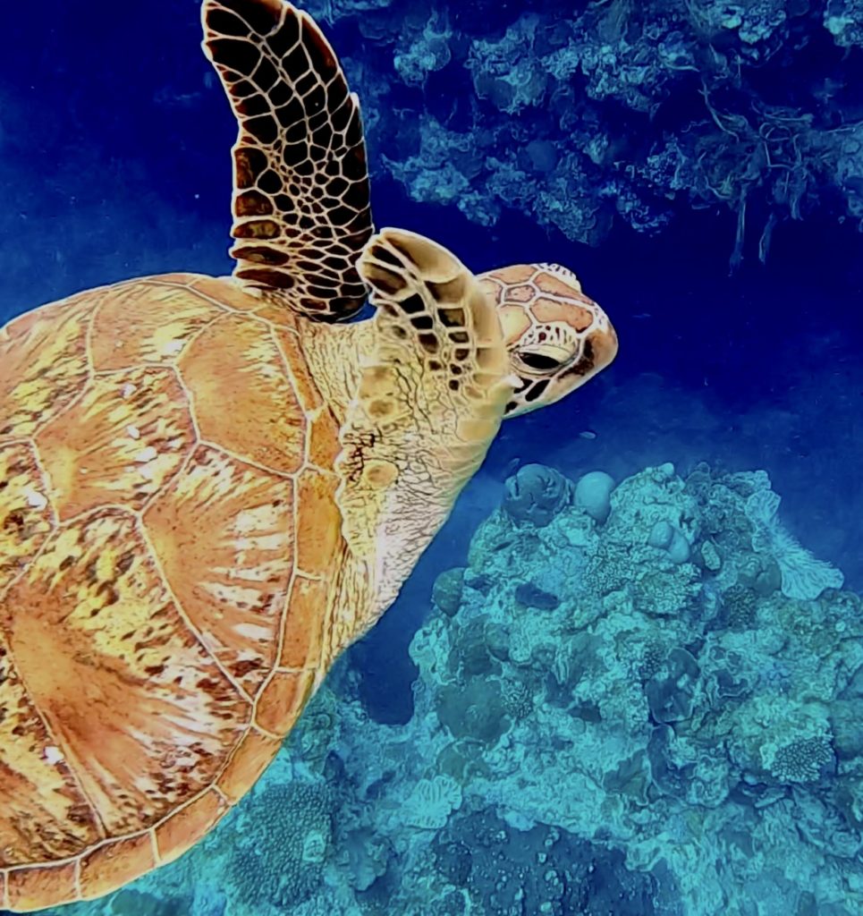 美品 ウミガメのタイルアート 【公式通販】