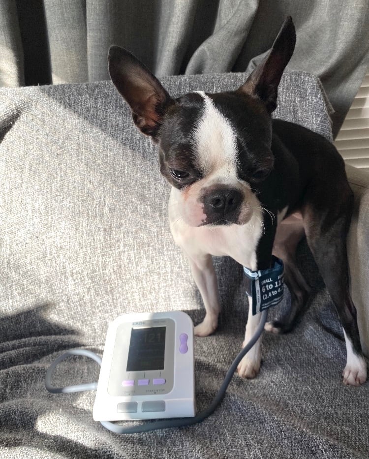 7日間レンタル】エルデ ペット用自動血圧計（犬猫用） | Pay ID