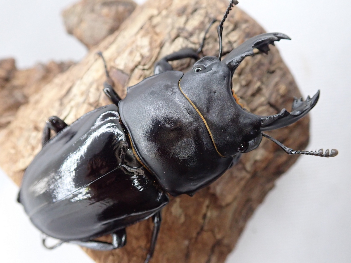 ○希少○アマミマルバネクワガタ【標本】徳之島産51ミリ ○希少