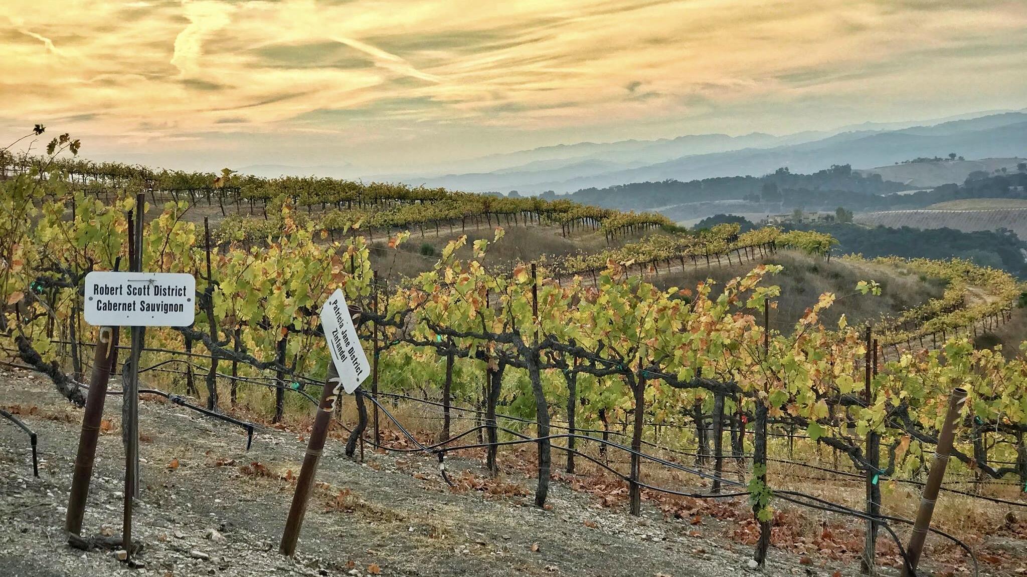 Midnight Cellars Estate Chardonnay 2022 | Midnight Cellars Wines